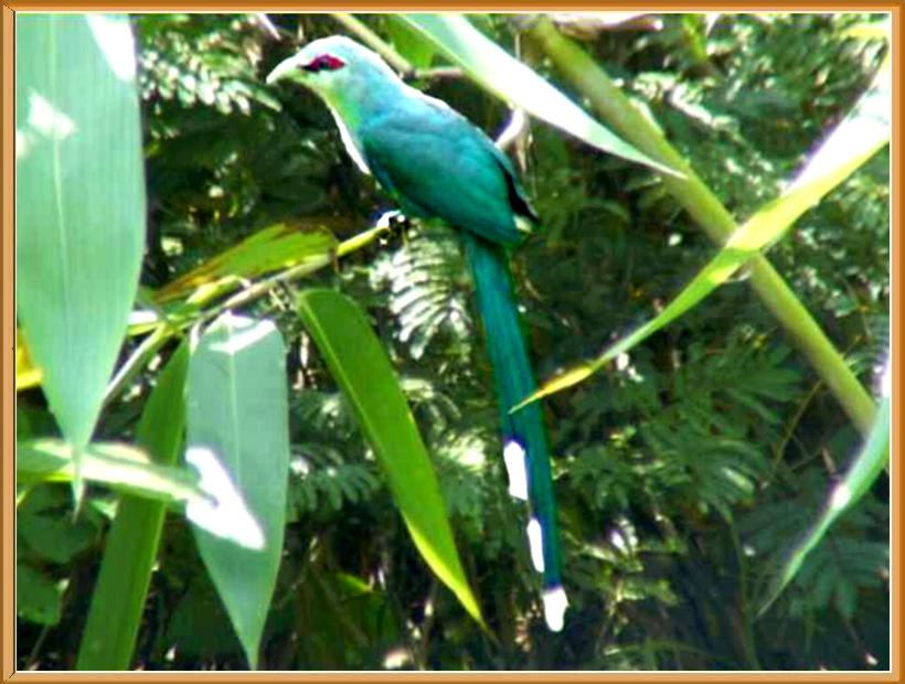 Malkoha Bird